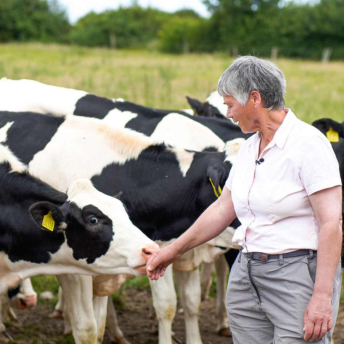 woman stroking cow on a blue stilton dairy farm