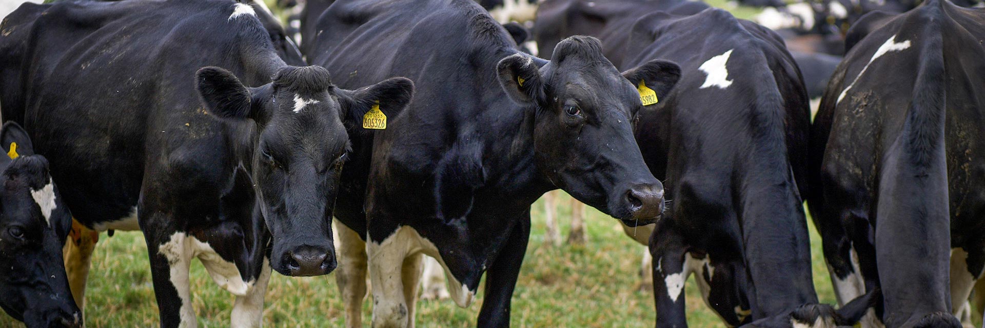 Stilton cheese dairy cows in a field